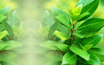 > </div>
<div class=